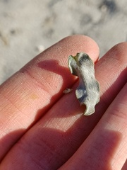 Heterotheca grandiflora