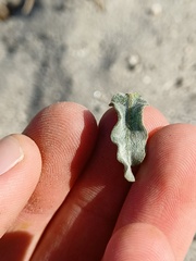 Heterotheca grandiflora