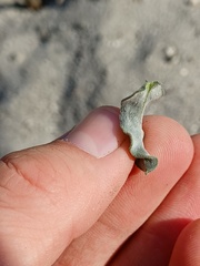 Heterotheca grandiflora