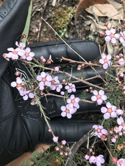 Euryomyrtus ramosissima