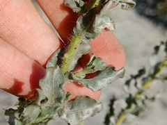 Heterotheca grandiflora