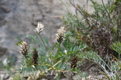 Astragalus inopinatus