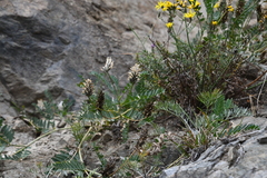Astragalus inopinatus
