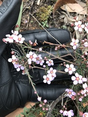 Euryomyrtus ramosissima