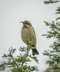Chalcomitra amethystina