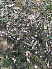 Euryomyrtus ramosissima