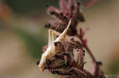 Oecanthus pellucens