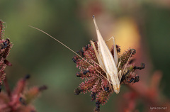 Oecanthus pellucens