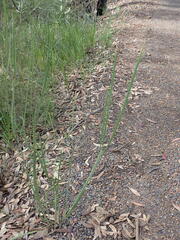 Bossiaea scolopendria