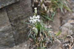 Silene jeniseensis