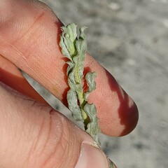 Heterotheca grandiflora