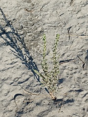 Heterotheca grandiflora