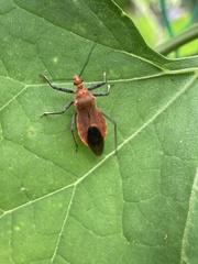 Cutocoris russatus