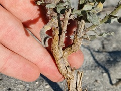 Heterotheca grandiflora