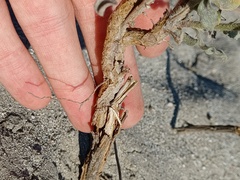 Heterotheca grandiflora