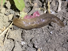 Ambigolimax valentianus