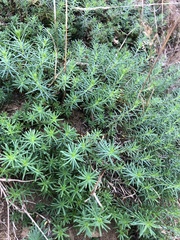 Galium verum