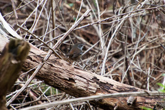 Sericornis frontalis