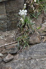 Silene jeniseensis