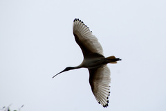 Threskiornis molucca