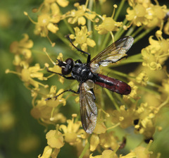 Cylindromyia bicolor