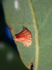 Andricus atrimentus