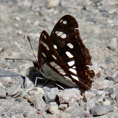 Limenitis reducta