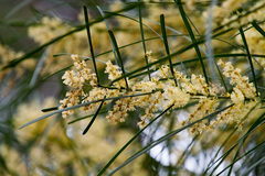 Acacia mucronata