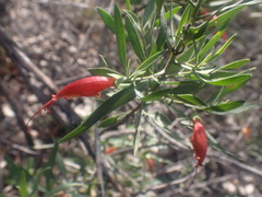 Eremophila glabra