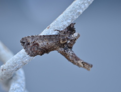 Paectes abrostoloides