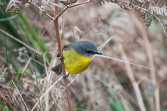 Eopsaltria australis