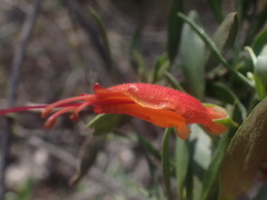 Eremophila glabra