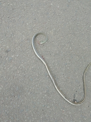 Dendrelaphis tristis