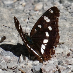 Limenitis reducta