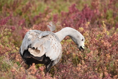 Cereopsis novaehollandiae