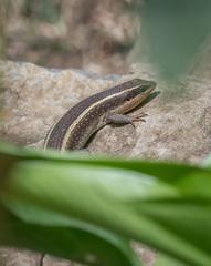 Trachylepis striata