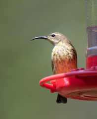 Chalcomitra amethystina