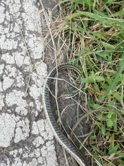 Dendrelaphis tristis