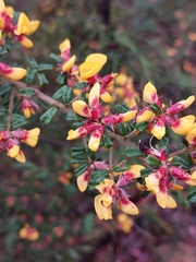 Pultenaea scabra