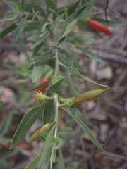 Eremophila glabra