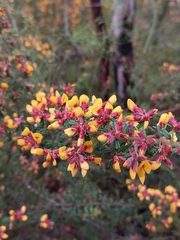 Pultenaea scabra