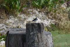 Epthianura albifrons