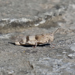 Oedipoda caerulescens