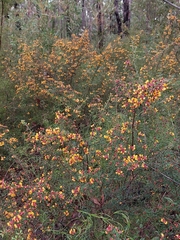 Pultenaea scabra