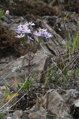 Aster biennis