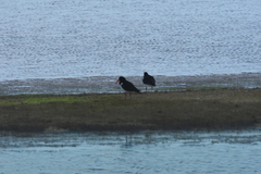 Haematopus longirostris