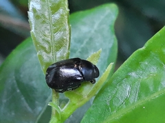 Apogonia cribricollis
