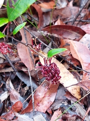 Grevillea laurifolia