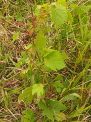 Vitis riparia