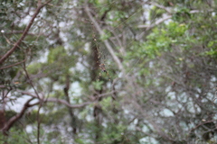 Trichonephila plumipes